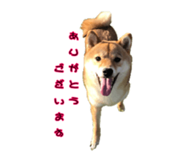 395595436