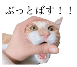 395940513