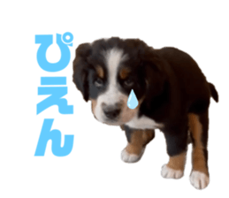 396576966