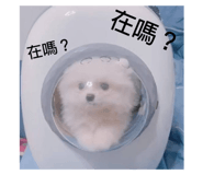 396770730