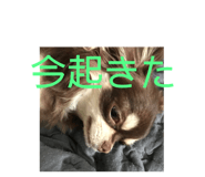 397040564