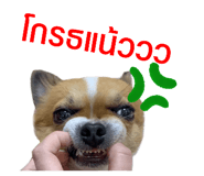 397241631