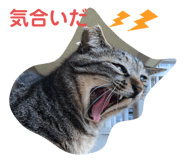397355518