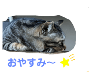 397355529