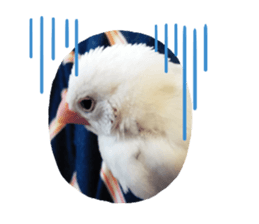 397835281