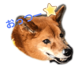 398081253