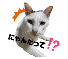 398097771