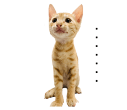 398268017