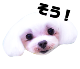 398387795