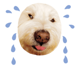 399201667