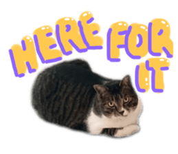 399766064