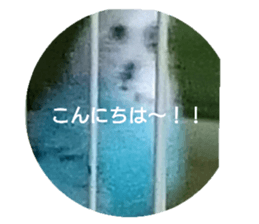 400239321