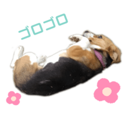 400344099