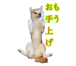 400366674