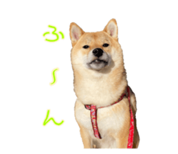 400366676