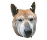401170431