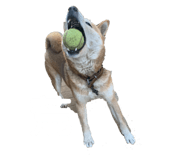 401170438