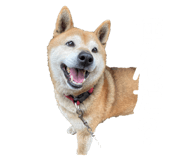 401170439