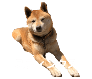 401170443