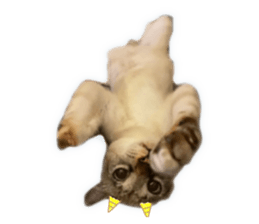 401234219