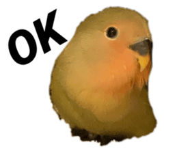 401355134