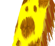 401646529