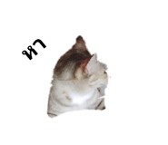 402572031