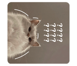 402700863