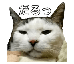 402813630