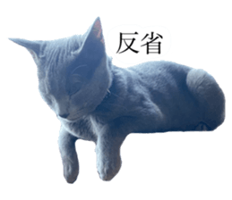 402954858