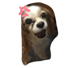 403374127