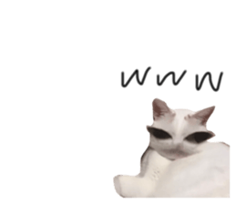 403529900