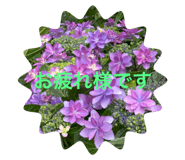 403571855