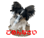 403571860