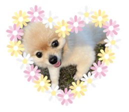 403878832