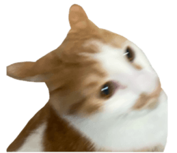 404002042