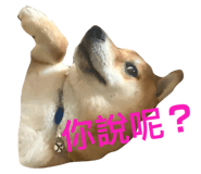 404009263
