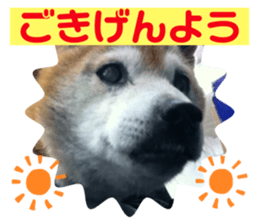 404135721