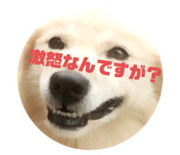 404248232