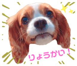 404303022