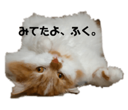 404424951