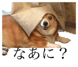 404440742