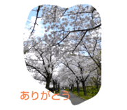 404523571