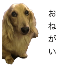 404550099