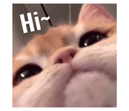 404557988