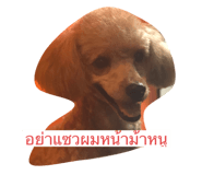 404643473