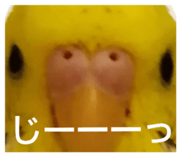 404694005