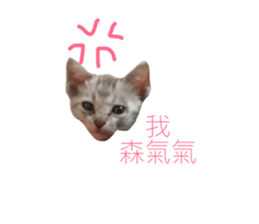40497696