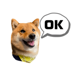 404994425