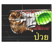 40516436